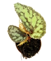 Begonia Lucifer