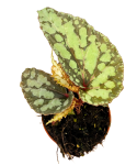 Begonia Lucifer