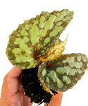 Begonia Lucifer