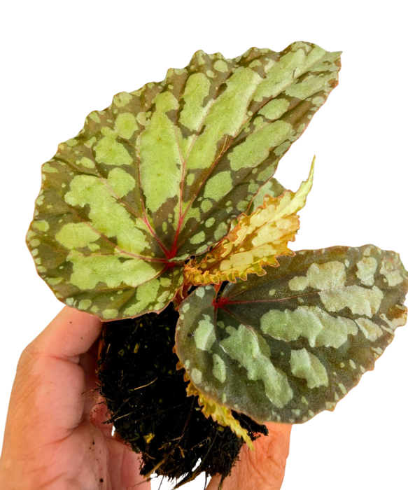 Begonia Lucifer