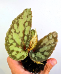 Begonia Lucifer
