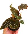 Begonia Sumatran Spotted