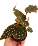 Begonia Sumatran Spotted