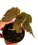 Begonia Sumatran Spotted