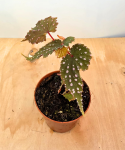 Begonia Sumatran Spotted