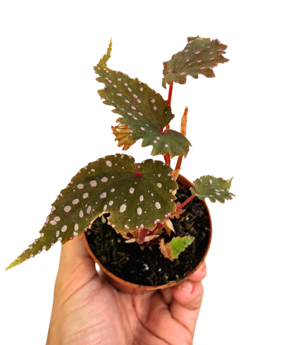 Begonia Sumatran Spotted