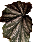 Begonia Looking Glass
