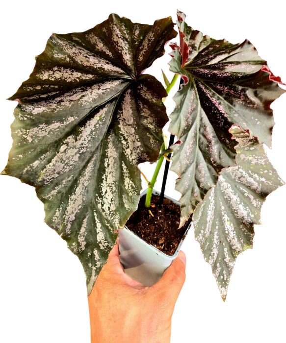 Begonia Looking Glass