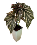 Begonia Looking Glass
