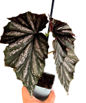 Begonia Looking Glass