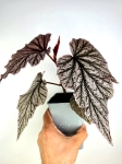 Begonia Pink Minx