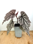 Begonia Pink Minx