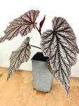 Begonia Pink Minx