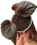 Begonia sp. Pink Metallic Spots