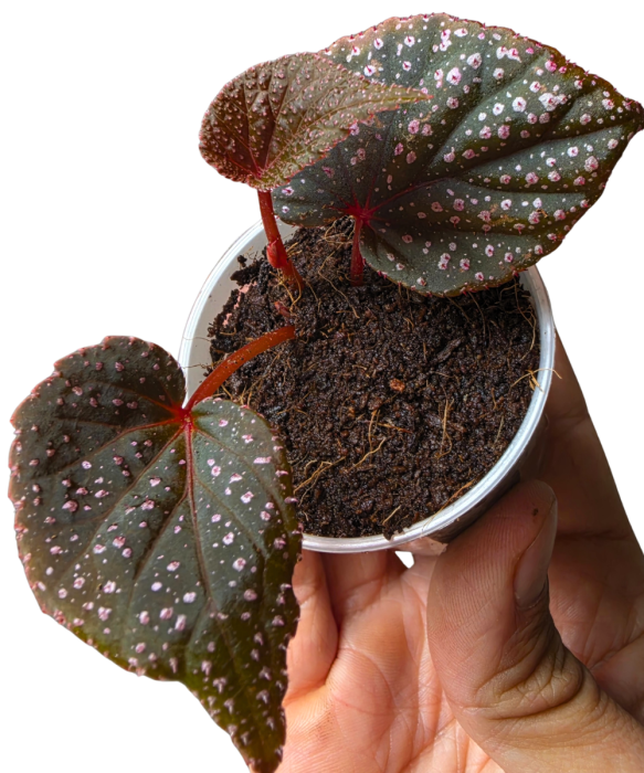 Begonia sp. Pink Metallic Spots