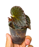 Begonia Metallic Black bmb1