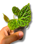 Begonia dracopelta