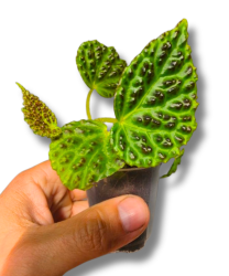 Begonia dracopelta