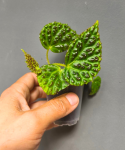 Begonia dracopelta