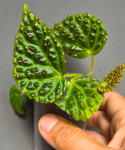 Begonia dracopelta