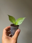 Hoya polyneura Broget mutation