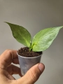 Hoya polyneura Broget mutation