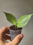 Hoya polyneura Broget mutation