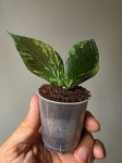 Hoya polyneura Broget mutation