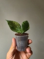 Hoya polyneura Broget mutation