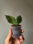 Hoya polyneura Broget mutation