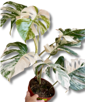 Monstera deliciosa variegata