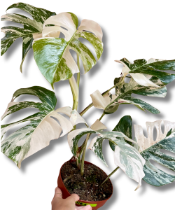 Monstera deliciosa variegata