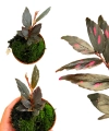 Begonia Julau typ 2