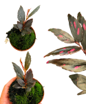Begonia Julau typ 2