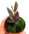 Begonia Julau typ 2