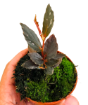 Begonia Julau typ 2