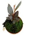 Begonia Julau typ 2