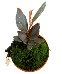 Begonia Julau typ 2