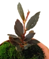 Begonia Julau typ 2