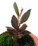 Begonia Julau typ 2