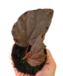 Begonia Black Bat