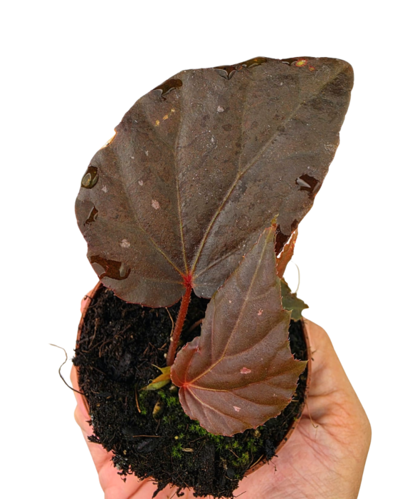 Begonia Black Bat