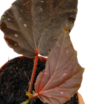 Begonia Black Bat
