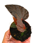 Begonia Black Bat