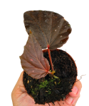 Begonia Black Bat