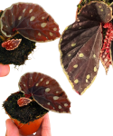 Begonia Firefly