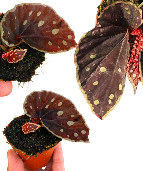 Begonia Firefly