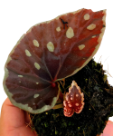 Begonia Firefly