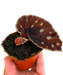 Begonia Firefly