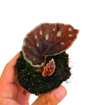 Begonia Firefly